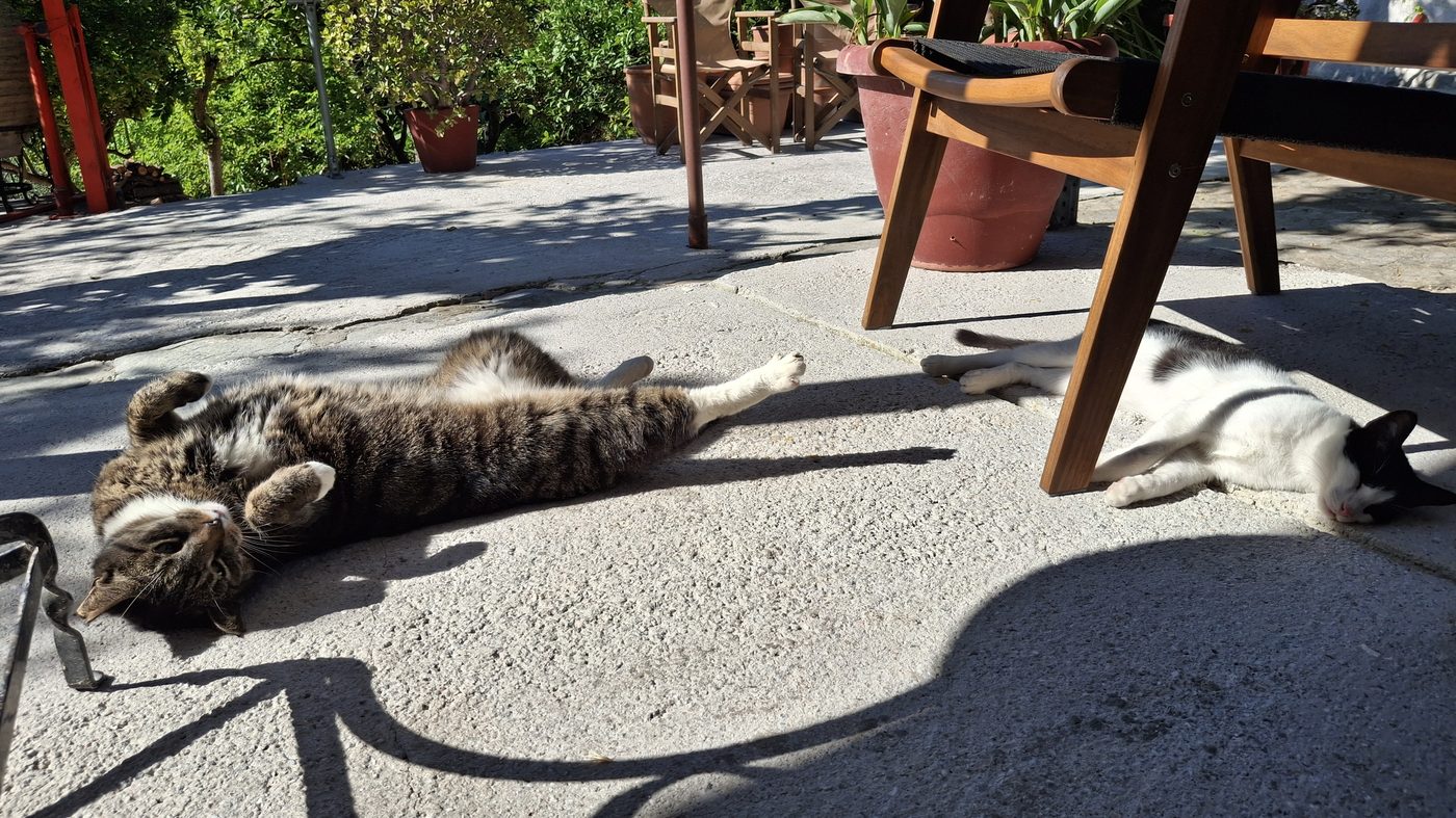 Kiddy and Asher sunbathing on the terrace in Samos